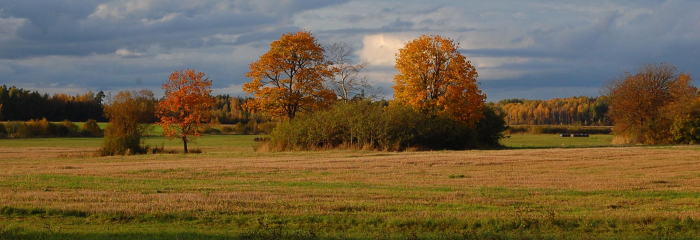 Zelta rudens kulminācija
